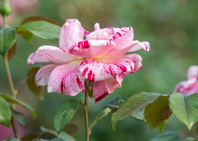 rose in bloom in the garde