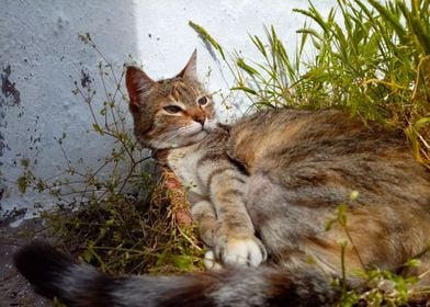 Female cat in the garden