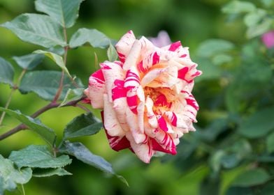 rose in bloom in the garde