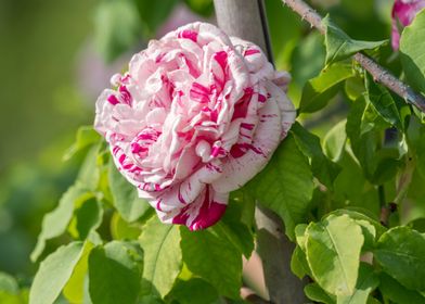 rose in bloom in the garde