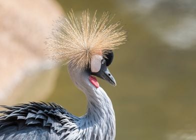 beautiful crowned crane