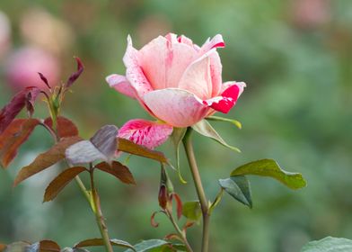 rose in bloom in the garde