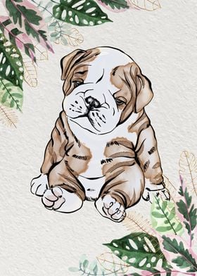 English Bulldog