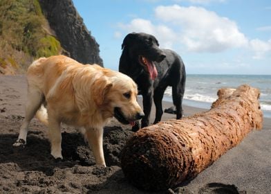 Two dogs playing