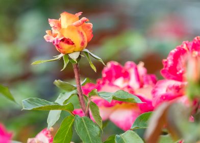 rose in bloom in the garde