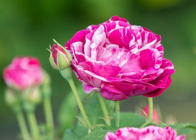 rose in bloom in the garde