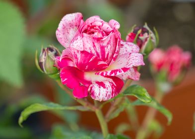 rose in bloom in the garde