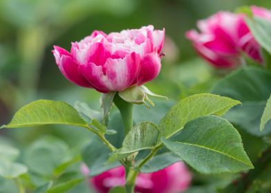 rose in bloom in the garde