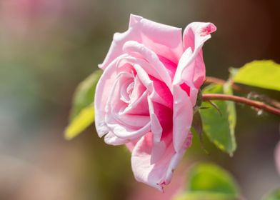 rose in bloom in the garde