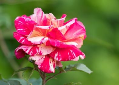 rose in bloom in the garde