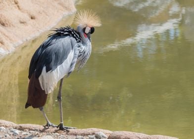 beautiful crowned crane 