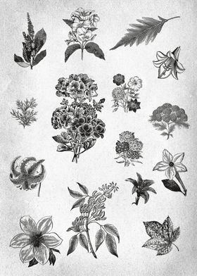 Vintage Floral drawing 