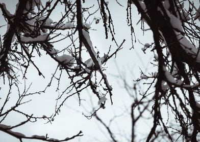 Branches tree in the snow