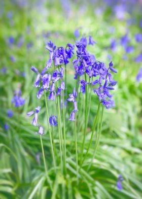 Bluebells 