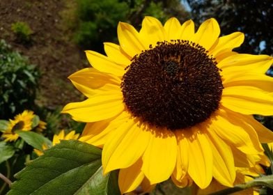 Sunflowers