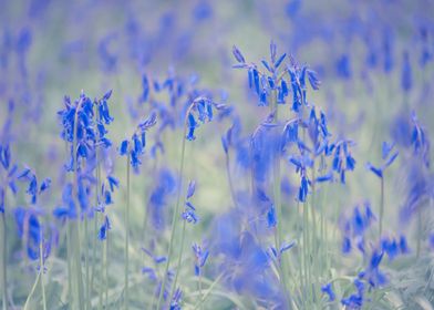 Bluebells 