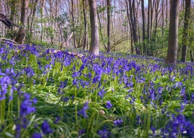 Bluebells 