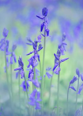 Bluebells 