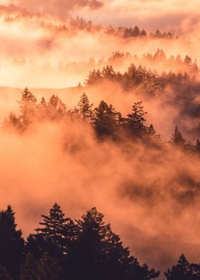 jungle tree cloud orange