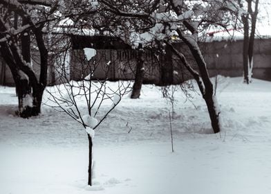 Snow flower