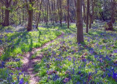 Bluebells 