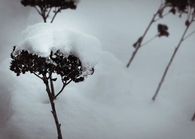 Snow flower