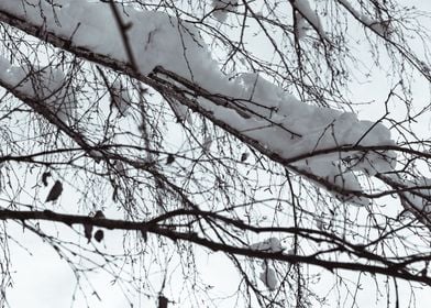 Snow branches