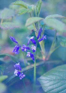 Bluebells 