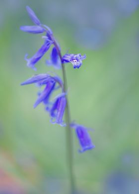 Bluebells 