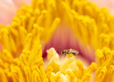 Bee in Pollen