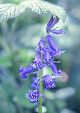 Bluebells 