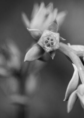 Crinoline Ruffles Flower