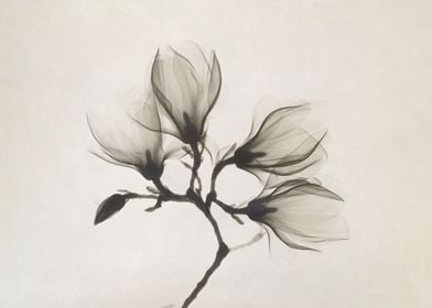 Magnolia Branch