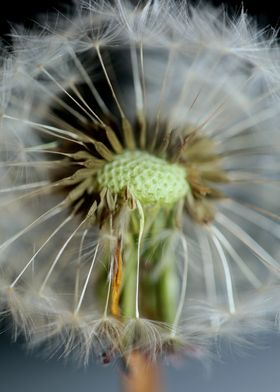 Dandelion Posters Online - Shop Unique Metal Prints, Pictures, Paintings