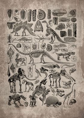 Vintage Paleontology Art 