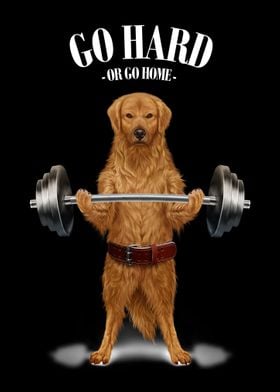 Labrador Dog Weightlifting