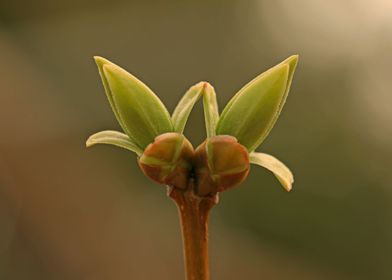 Fresh leaves in spring