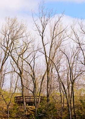 Footbridge in the park