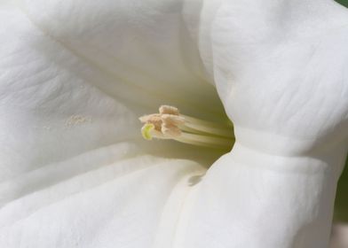 flower in the garden