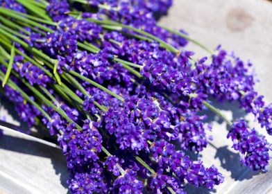 Lavender Flowers          