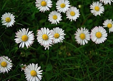 Daisy Flower              