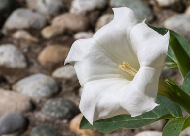 flower in the garden