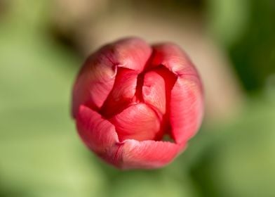 Red tulip blooming