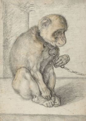 A Seated Monkey