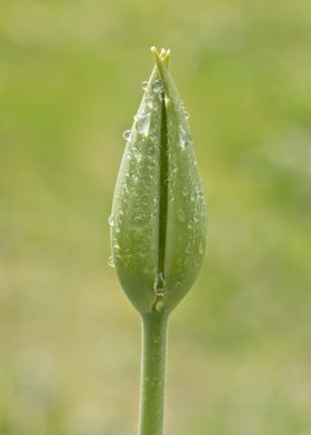 Rain drops on tulip bud