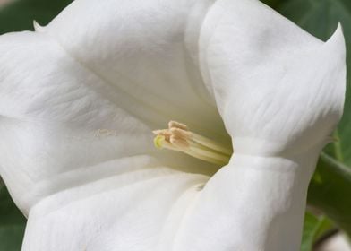 flower in the garden