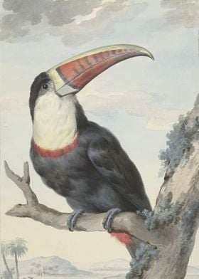 Red billed Toucan