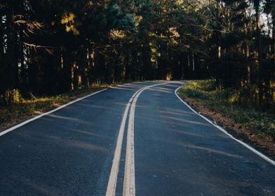 tree blue road sun