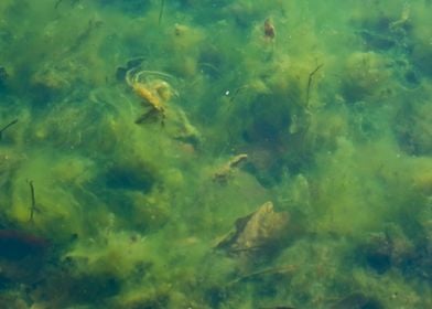 Green algae underwater