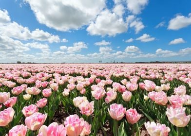 Tulips Flowers            